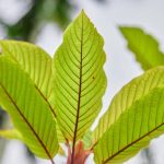 A Simple Guide to Navigating the Kratom Online Marketplace