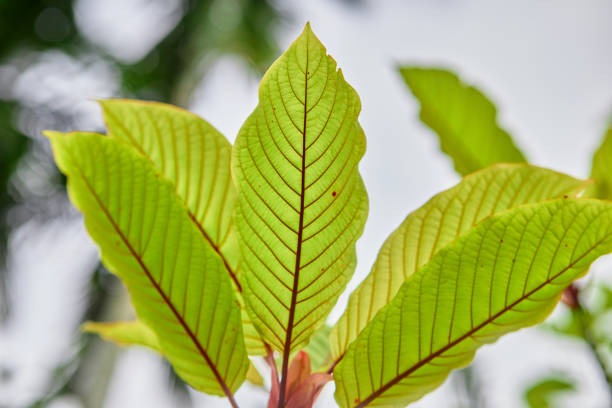 A Simple Guide to Navigating the Kratom Online Marketplace