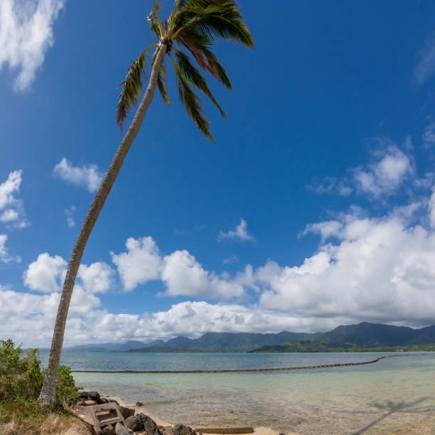 Kaneohe Bay Sandbar Tours What You Need to Know