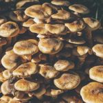 How Product Sourcing Strategies Work for Dispensaries Stocking Cannabinoids and Mushrooms