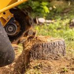 Expert Tree Service Tallahassee for Safe, Clean, and Efficient Work