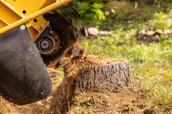 Expert Tree Service Tallahassee for Safe, Clean, and Efficient Work