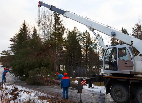Best The Tree Guys Services in Jackson MI for Fast, Safe & Efficient Tree Work