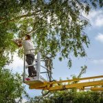 Dependable Tree Service Near Me for Your Property