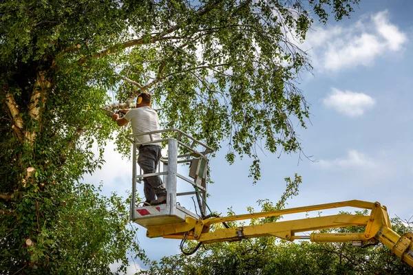Dependable Tree Service Near Me for Your Property