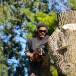 Complete Tree Care Solutions from Sindt Tree Service Auburn