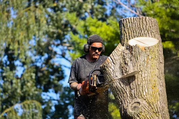 Complete Tree Care Solutions from Sindt Tree Service Auburn