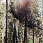 Professional Tree Cutting Service for Difficult Trees